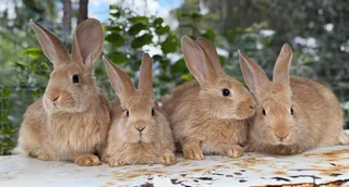Flemish giant boys