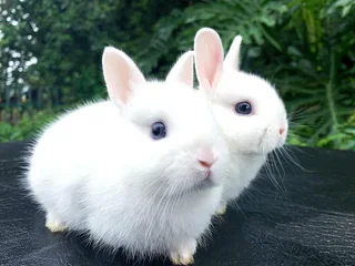 Purebred Netherland dwarfs