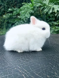 Purebred Netherland dwarfs