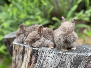 Jersey wooly rabbits