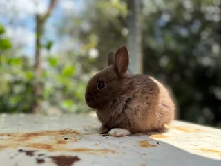 purebred Netherland dwarfs