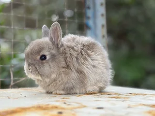 Purebred jersey wooly