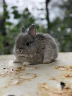 Purebred jersey wooly