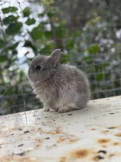 Purebred jersey wooly