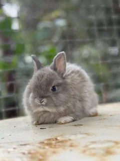 Purebred jersey wooly