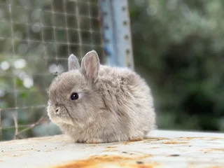 Purebred jersey wooly