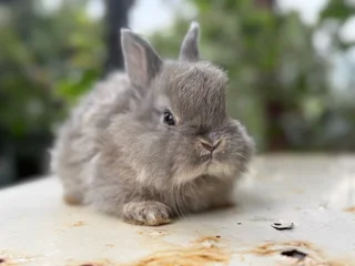 Purebred jersey wooly