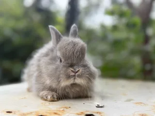 Purebred jersey wooly