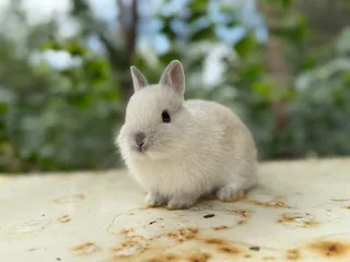 Purebred netherland dwarfs