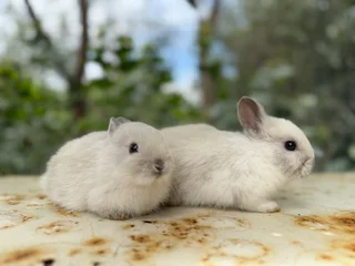Purebred netherland dwarfs