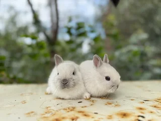 Purebred netherland dwarfs