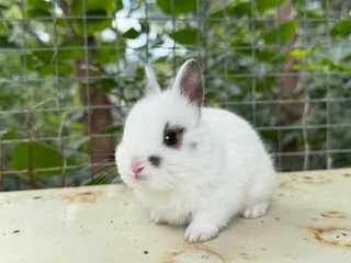 Purebred netherland dwarf