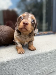 Long hair Dachshunds