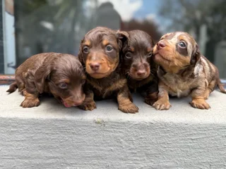 Long hair Dachshunds