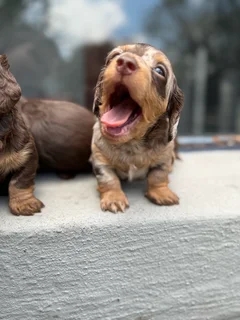 Long hair Dachshunds