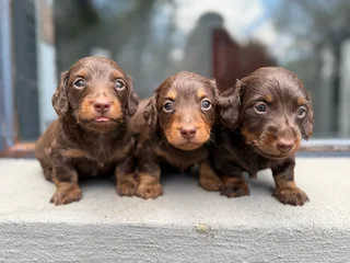 Long hair Dachshunds