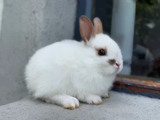 Netherland dwarf
