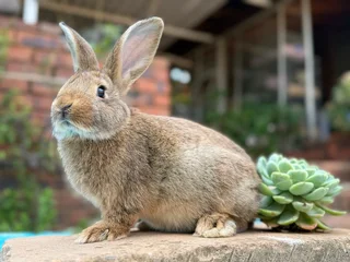 Flemish giant babies
