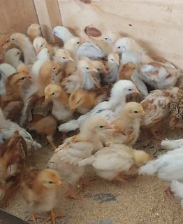 3 Week old Free range chicks