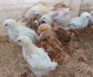 3 week old Free range chicks