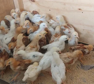 3 week old Free range chicks