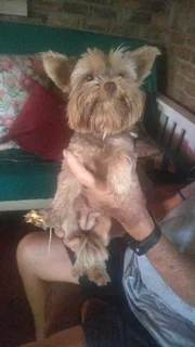 Teacup Yorkshire terr