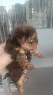 Teacup Yorkshire terr