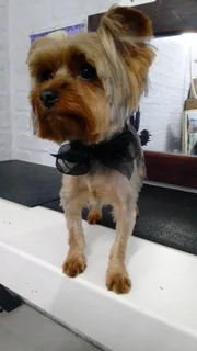 Teacup Yorkshire terr