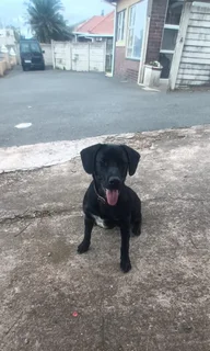 Labrador dog