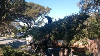 Tree boys