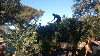 Bush cut and plot clearing