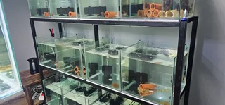 Stand and fish tanks