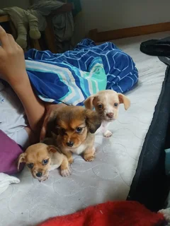 Dachshund cross Beagle puppies looking for a good home