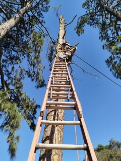 Ables Garden Services & Tree felling