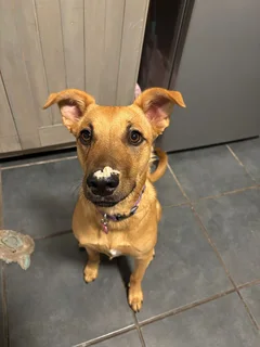 Dogs - Ad posted by Benita Poovan