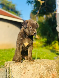 Puppies - Ad posted by Philani Junior