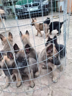 Belgian malinois puppies for Sale