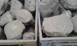 FOSSILIZED WHALE BONES