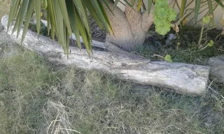 Iron Wood And African Sculptures