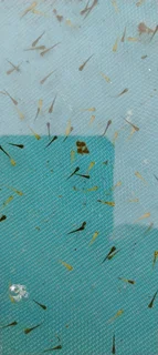 Koi fry For sale. 2weeks old. 120 for R350.