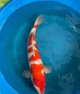Japanese koi for sale