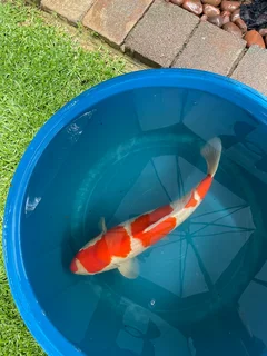 Japanese koi for sale