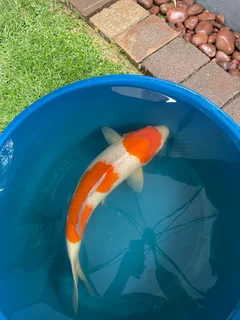 Japanese koi for sale