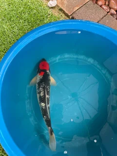 Japanese koi for sale