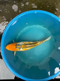 Japanese koi for sale