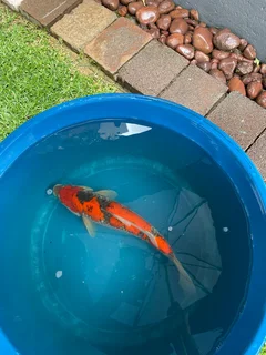 Japanese koi for sale