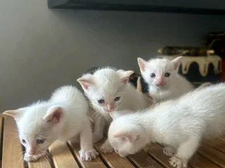 Kittens/ cats for sale