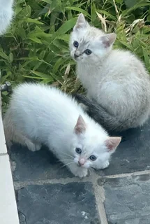 Kittens/ cats for sale