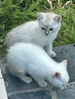 Kittens/ cats for sale