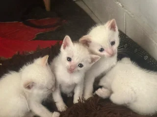 Kittens/ cats for sale